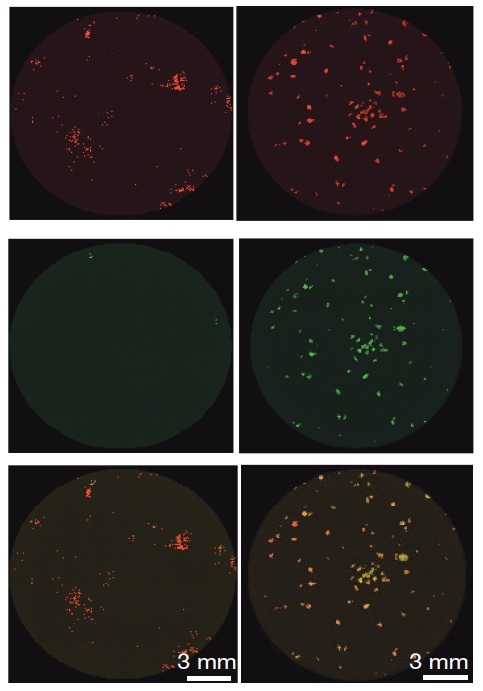 Left column: Previous method for creating induced pluripotent stem cells (iPSCs); right column: iPSCs produced with the new method developed by Dr. Hanna. Top: Skin cells (red); center: iPSCs from skin cells (green); bottom: superimposed top and center images. Skin cells that have been reprogrammed into iPSCs appear light yellow. Only a small percentage of the cells on the left have been reprogrammed, in contrast with the high success rate seen with the new method on the right